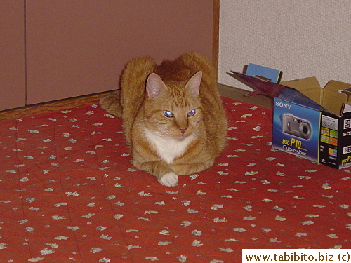 I got blue contacts for Daifoo