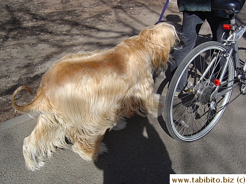 Tail not in proportion with the body