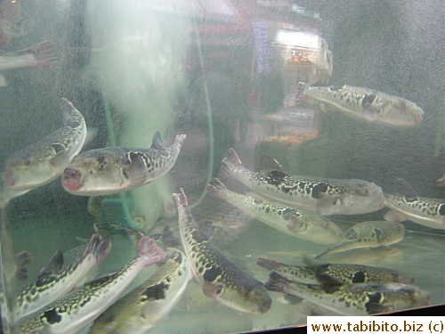 Puffer fish adorn the front of a restaurant which will eventually end up in the stomach of diners