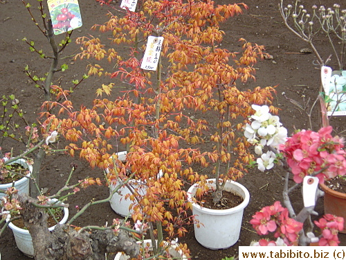 Baby maple tree on sale