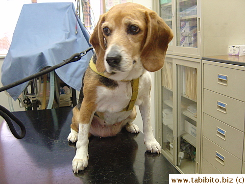 One of the three beagles at the vet