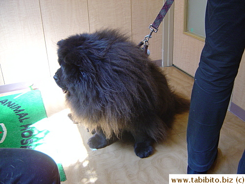 Big fluffy dog at the vet, he turned his face just before I snapped the shot