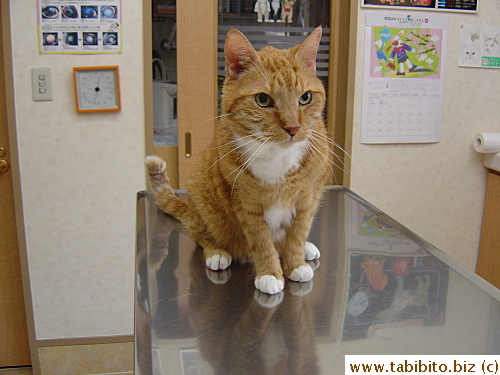 Daifoo on the butcher table