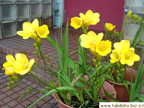 I planted these freesia from bulbs, my most successful yield ever