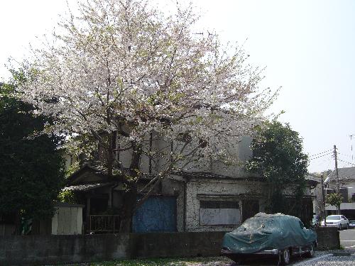 The white dots in the air are falling petals.  You see them?