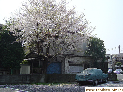 A carpet of petals begins to form