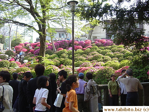 Azeleas-viewing people