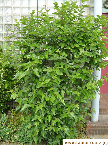 This tree has grown a lot of foilage since winter ( You can go back to the previous picture and see the difference)