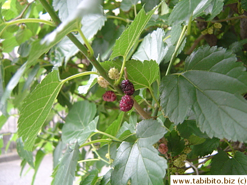 The tree nextdoor has very sweet berries. I just pick them off and pop right into my mouth