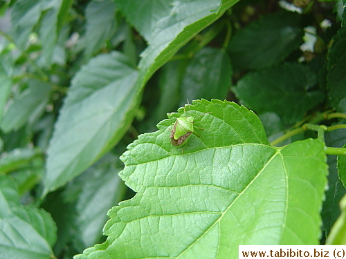 Interesting V-shape marking