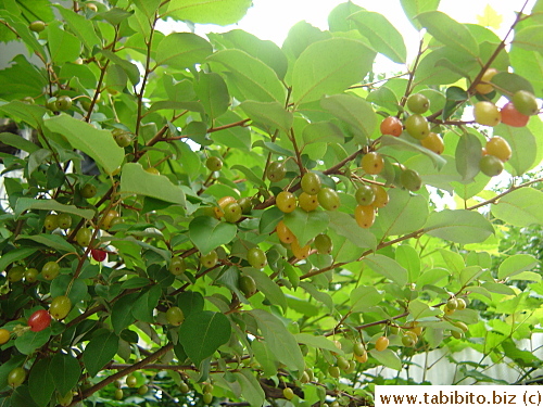 Wild plant with edible-looking fruits