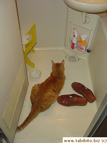 A nice cool wet floor for a rest