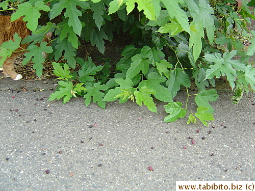 Fallen mulberries