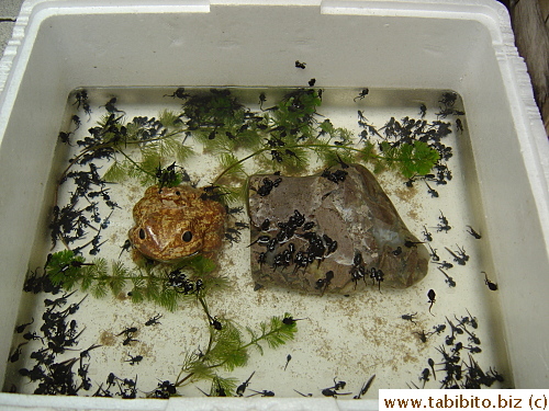 Tadpoles for sale