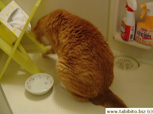 Trying to catch water he just scooped out from his bowl
