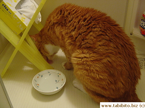Lapping up water he spilled on the floor instead of drinking from the bowl