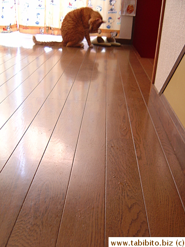 Daifoo cleans himself after a hard day's play in the bathroom.  Such is life for a cat