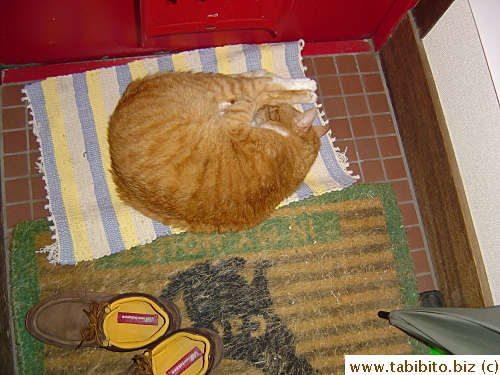 A new napping place for Daifoo this year. He used to sleep in a box under the dining table all summer long last year