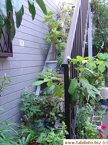 Plants have right of way for this household