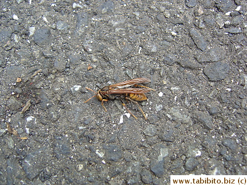It's not cute like a bee, so may be it isn't