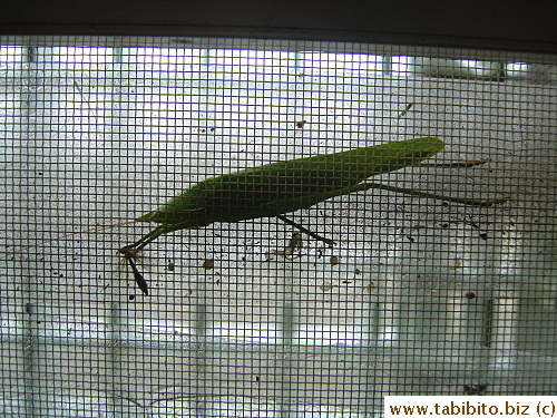 A grasshopper resting on our screen door