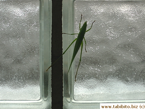 KL helped free the grasshopper from the screen door and it landed on the glass brick wall. Half of its left antenna's broken