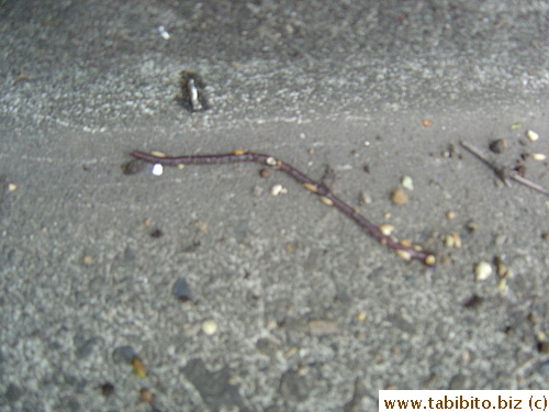 This earth worm somehow got out of the soil and wriggling madly on dry ground.  Lucky it met me before a bird saw him
