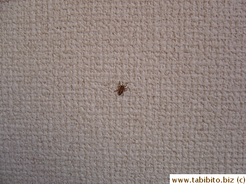 Tiny spiders like this one take a walk on our walls occasionally
