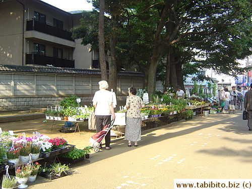 Plants are always on sale on Fate Day