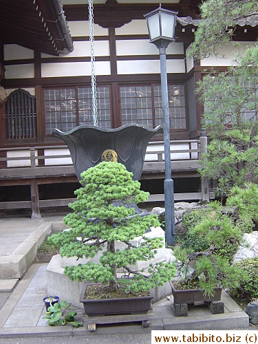 A giant bonsai in front of the temple