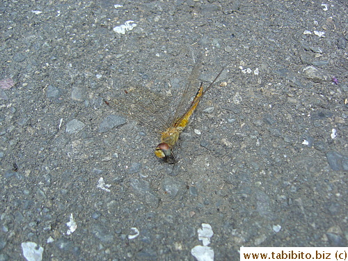 A wounded dragonfly