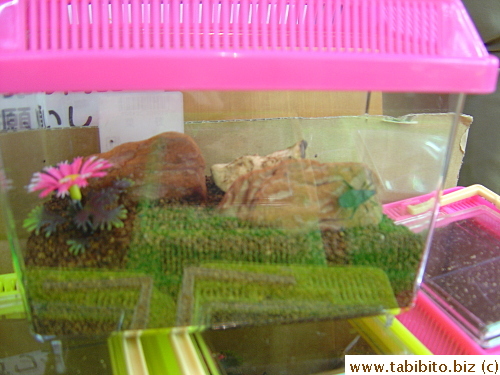 Cricket is also for sale