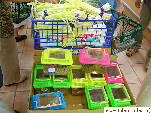 Stir-fry beetles for dinner tonight?