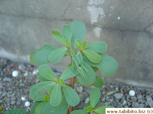 A skinny green bug camouflages itself on the leaves
