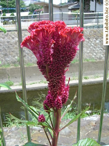 Such an unusual flower, KL says it's incredibly ugly