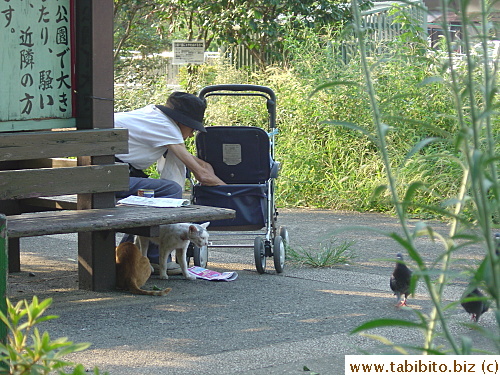 An old woman brings food for stray cats and pigeons in the park. Feeding pigeons is discouraged by park officials