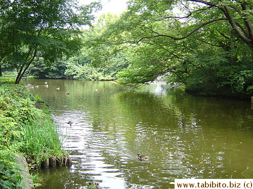 A small lake by the stream