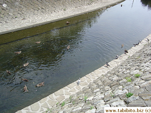 Ducks, doves, sparrows join in a free meal