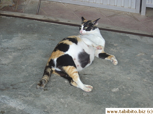 Spotted this very pregnant cat in Kuah Town
