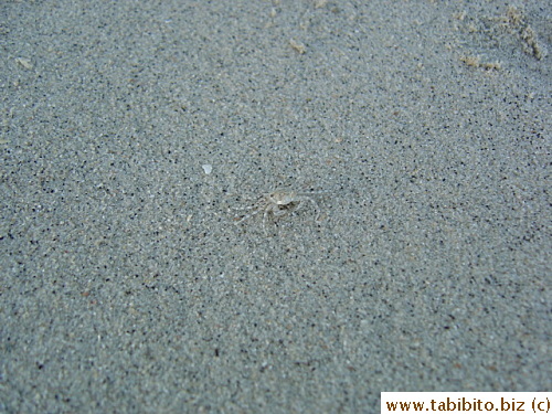 Found this tiny crab with camouflage on the beach