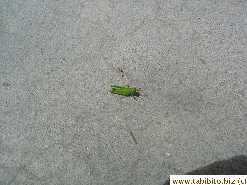 Met this grasshopper during a stroll in the hotel in Langkawi