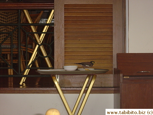 These birds flew into the breakfast restaurant every morning.  The bold ones even landed on tables and chairs