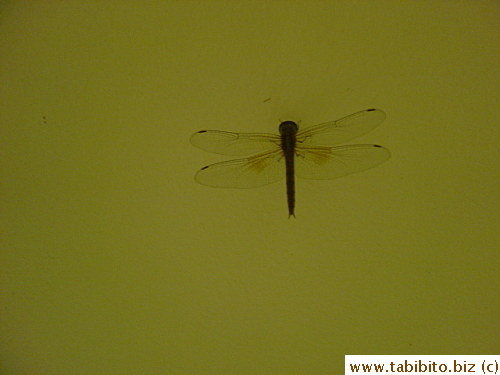 A dragon fly on the ceiling in the hotel hallway