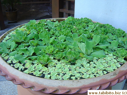 A big water garden in the hotel, we had the same plants (front) at home