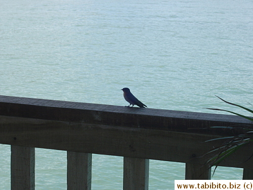 A bird perching on the rail in the pier