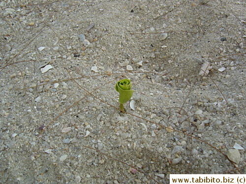 A tough plant sprouts amidst sad and pebbles
