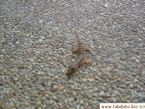 A lizard which blends in with the background