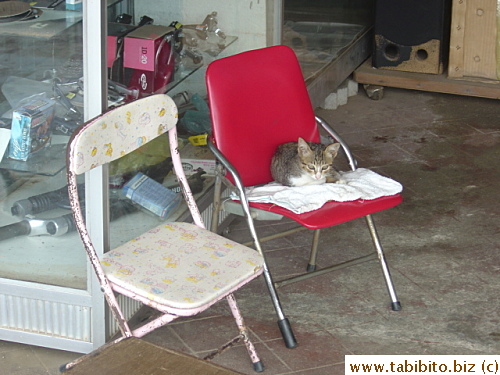 A cute little kitten in a shop in Langkawi