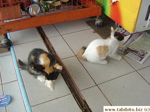 Two kittens in a kiosk in Kuah Town