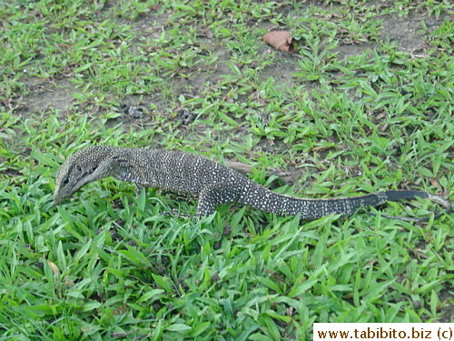 We almost stepped on this giant lizard while taking a walk in the hotel in Langkawi